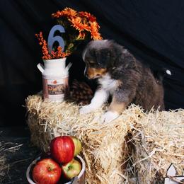 Australian Shepherd Puppies from Cooper Ridge Aussies