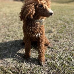 Cavalier King Charles Spaniel, Cavapoo, Havanese, Havapoo, and Poodle Puppies from West Cobb Dogs