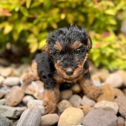 Female - Black and tan female Welsh Terrier puppy in Marshallville, Ohio from Anne's Pups