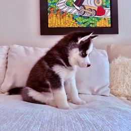 Hana - Black and white female Siberian Husky puppy in Miami, Florida from House of Ace & Iza