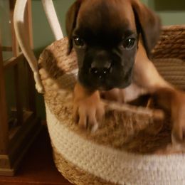 Boxers from Hogan Creek Boxers