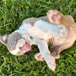 Boston Terrier Puppies from Lola’s House of Bostons & Rescue