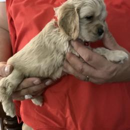 Joe Cocker - Buff male Cocker Spaniel puppy in Garland, Texas from Palms Cocker Spaniels of Texas