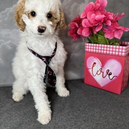 Cavapoo Puppies from Dune Pack Doodles and Poodles
