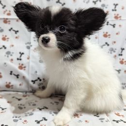 Girl 1 - White and black female Papillon puppy in Joshua, Texas from Summertime Kennels