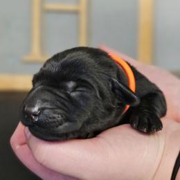 Ozzy - Black male Labrador Retriever puppy in Macomb, Missouri from Hicks Family Homestead