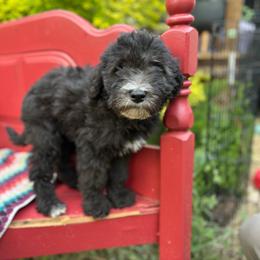 Mint chocolate chip - Black male Whoodle puppy in Gladewater, Texas from Kalin’s K9s