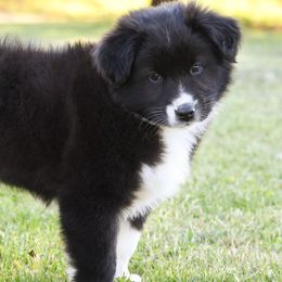 Australian Shepherds from Chippewa Acres