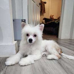 Chihuahua and Chinese Crested Puppies from Western Kentucky Chihuahua’s and Chinese Crested’s