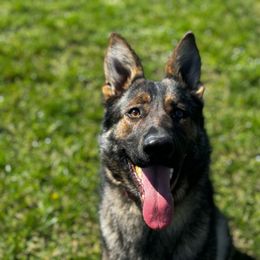 Astra - Sable German Shepherd puppy in Princeton, West Virginia from Bright Haus German Shepherds