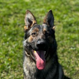 Astra - Sable German Shepherd puppy in Princeton, West Virginia from Bright Haus German Shepherds