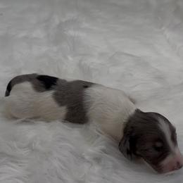Black and Cream Dapple Piebald Longhair Girl - Dapple female Dachshund puppy in Killeen, Texas from Southern Dachshunds