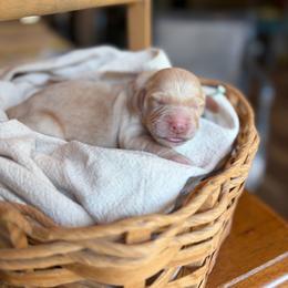 Rustic - Cream male Goldendoodle puppy in Beech Bluff, Tennessee from White Oak Kennel