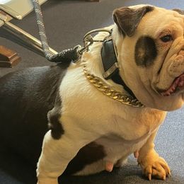 Bulldogs and French Bulldogs from Atlanta Bulldogs