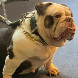 Bulldogs and French Bulldogs from Atlanta Bulldogs