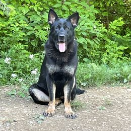 Illyria - German Shepherd