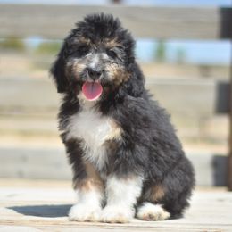 Luma - Black tri-color female Aussiedoodle puppy in Delta, Colorado from PTK Ranch