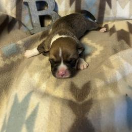 Mossy - Red male Pembroke Welsh Corgi puppy in Maupin, Oregon from Bailey Nannini