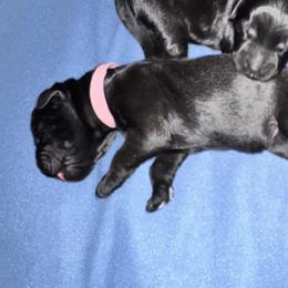 Pink Collar - Black male Giant Schnauzer puppy in La Pine, Oregon from Oregon Giant Schnauzers LLC