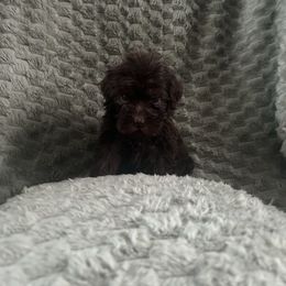 TINK - Chocolate Australian Labradoodle puppy in Morristown, New Jersey from English Manor Labradoodles
