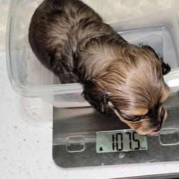 Dachshund Puppies from CLARK'S BREEDING PROGRAM