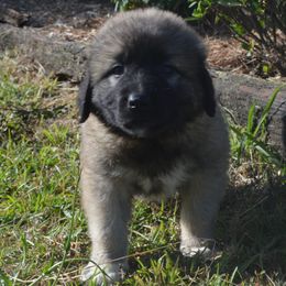 Boy 5 - Fawn Anatolian Shepherd Dog puppy in Black, Alabama from Pine Meadows Farm