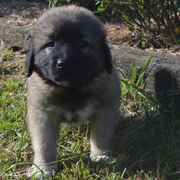 Boy 5 - Fawn Anatolian Shepherd Dog puppy in Black, Alabama from Pine Meadows Farm