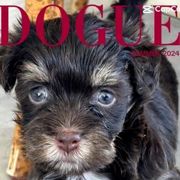 Havanese Puppies from Heavenly Havanese of Florida