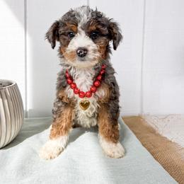 Sally - Blue merle female Aussiedoodle puppy in Omro, Wisconsin from Crystal Ridge Doodles