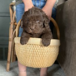 Purple puppy - Brown Newfoundland puppy in Great Falls, Montana from True North Newfoundlands