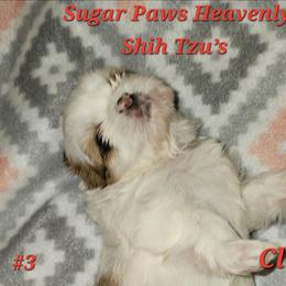 3rd born - Tricolor female Shih Tzu puppy in Havelock, North Carolina from Sugar Paws Heavenly Shih Tzu’s