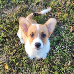 Valor - White and red female Pembroke Welsh Corgi puppy in Warrensburg, New York from The Adirondack Corgi