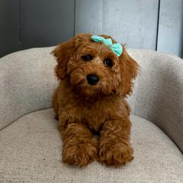 Teal girl - Apricot female Australian Labradoodle puppy in Chelsea, Michigan from Michigan Labradoodles