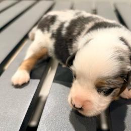 DiamondR Acorn - Blue Merle Male - Blue merle male Miniature Australian Shepherd puppy in Gravette, Arkansas from DiamondR Mini Aussies @ DiamondR Farm & Kennel