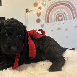 Assorted Doodle Crosses and Golden Aussiedoodle Puppies from Maria's Pups