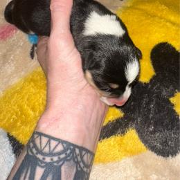 Hope - Black and tan female American Corgi puppy in Michigan from Enok Corgis