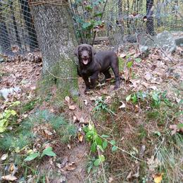 Na - Chocolate female Labrador Retriever puppy in Belchertown, Massachusetts from C Eastons Chocolate Lab