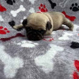 Bunny - Fawn female Pug puppy in Ludowici, Georgia from Royal Destiny Kennels