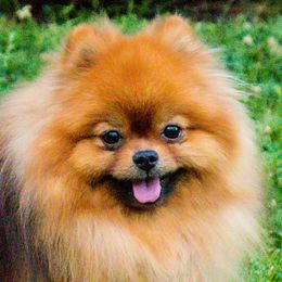 WOOKIE - Pomeranian