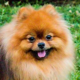 WOOKIE - Pomeranian