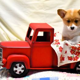 Blondie - Sable Pembroke Welsh Corgi puppy in Purcellville, Virginia from Rhone River Farm Pembroke Welsh Corgis