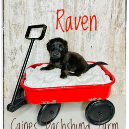 Raven - Brindle female Dachshund puppy in Cincinnati, Ohio from Caines Dachshund Farm