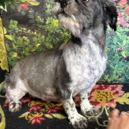BBL's Hot Pants   13lbs - Shih Tzu