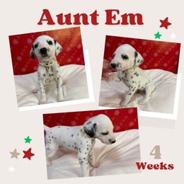 Aunt Em - White and black female Dalmatian puppy in Chehalis, Washington from Dalmatian Vacation