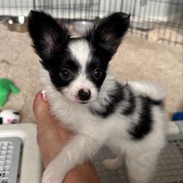 Sebastian - White black and tan male Papillon puppy in Young, Arizona from Papillons in Arizona