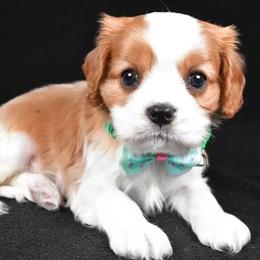 Blake - Blenheim male Cavalier King Charles Spaniel puppy in Los Angeles, California from Myles Barnum