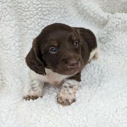Patrick - 2675 - Piebald male Dachshund puppy in Sonora, Kentucky from Maple Hill Miniature Dachshunds