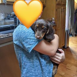 Dachshund Puppies from Aster Creek Kennel