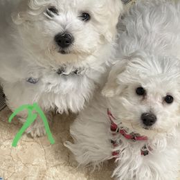 Bichon Frise puppies from Denise's Bichons Frises