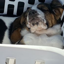 Basset Hound Puppies from Russell Bassets